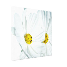 Les marguerites de cosmos ont enveloppé la toile toiles tendues