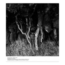 Les racines s'approchent de la grange, septembre 1 posters
