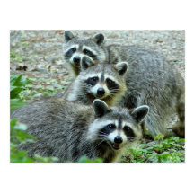 Les trois ratons laveurs cartes postales