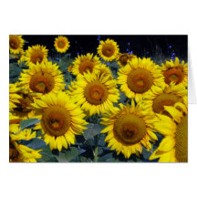 Les visages de sourire de la nature de tournesols… cartes