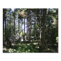 L'esprit en bois de Monhegan, bois du Maine Impression Photographique