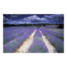 L'Europe, France, Provence. Champs de Lavander Impressions Photographiques