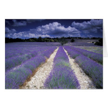 L'Europe, France, Provence. Champs de Lavander Cartes