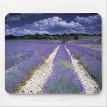 L'Europe, France, Provence. Champs de Lavander Tapis De Souris