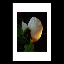 Lever de soleil de magnolia posters