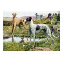 Lévrier Carte Postale