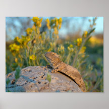 Lézard à cornes de Roundtail Posters