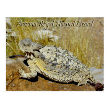 Lézard à cornes majestueux de l'Arizona Carte Postale