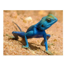 Lézard bleu de Sinaita d'agame Carte Postale