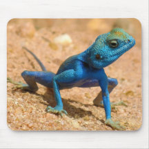 Lézard bleu de Sinaita d'agame Tapis De Souris