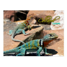 Lézard colleté par terrain communal, Nouveau Mexiq Carte Postale