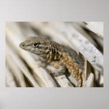 Lézard de désert poster