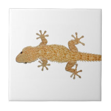 lézard de gecko carreau
