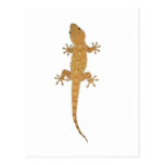lézard de gecko carte postale