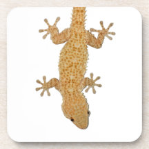 lézard de gecko sous-bock