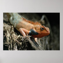 Lézard mignon posters