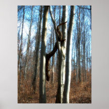 lézard ou branche affiche