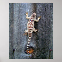 Lézard sur la barrière posters