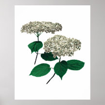 L'hortensia blanc groupe l'affiche