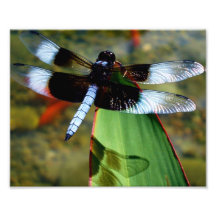 libellule 8x10 avec Blue Wings et avec l'ombre Tirage Photo