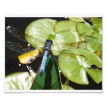libellule 8x10 avec le corps et l'ombre bleus photographe
