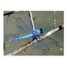 Libellule bleue cartes postales