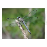 Libellule bleue sur la perche carte