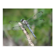 Libellule bleue sur la perche carte postale