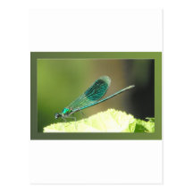 LIBELLULE CARTE POSTALE
