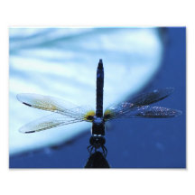 libellule de zen du "équilibre" 8x10 art photographique