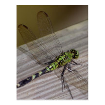 Libellule d'insecte cartes postales