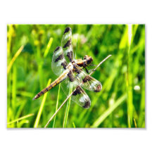 Libellule Tirages Photo
