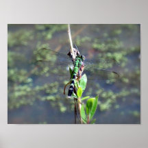 Libellule verte 1 affiches