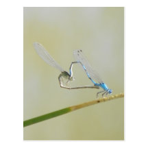 libellules dans l'amour carte postale
