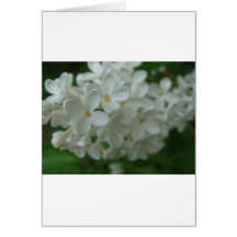 Lilas blanc cartes