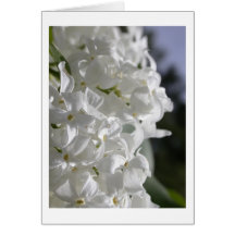 Lilas blancs carte de vœux