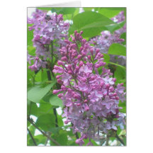 Lilas Carte De Vœux