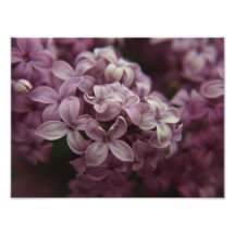 Lilas Photos D’art