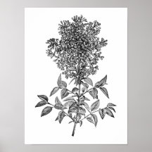 Lilas Affiche