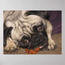 LilliPug avec le basket-ball Affiche