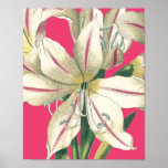 Lilly botanique dans le rose affiche