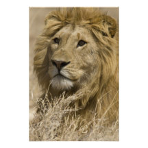 Lion africain, Panthera Lion, portrait d'a Photographe
