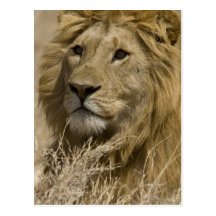 Lion africain, Panthera Lion, portrait d'a Carte Postale