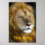 Lion africain - roi de Junglewalk.com Posters