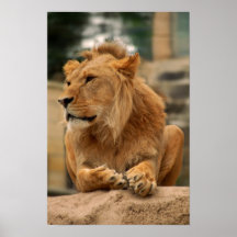 Lion avec la coiffure de punk affiches