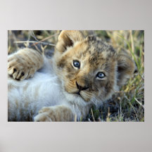 Lion bébé posters