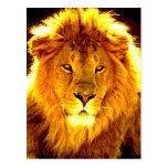 Lion Carte Postale