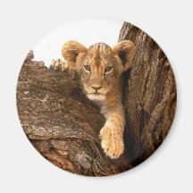 Lion CUB Aimant Pour Réfrigérateur