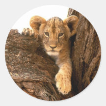 Lion CUB Autocollant Rond