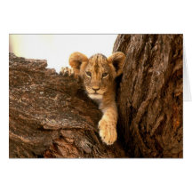 Lion CUB Cartes